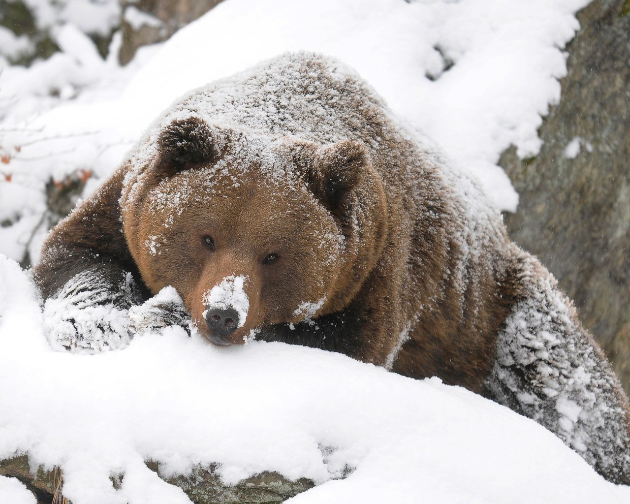 Обои зима, медведь, тайга, бурый, winter, bear, taiga, brown разрешение 2560x1600 Загрузить