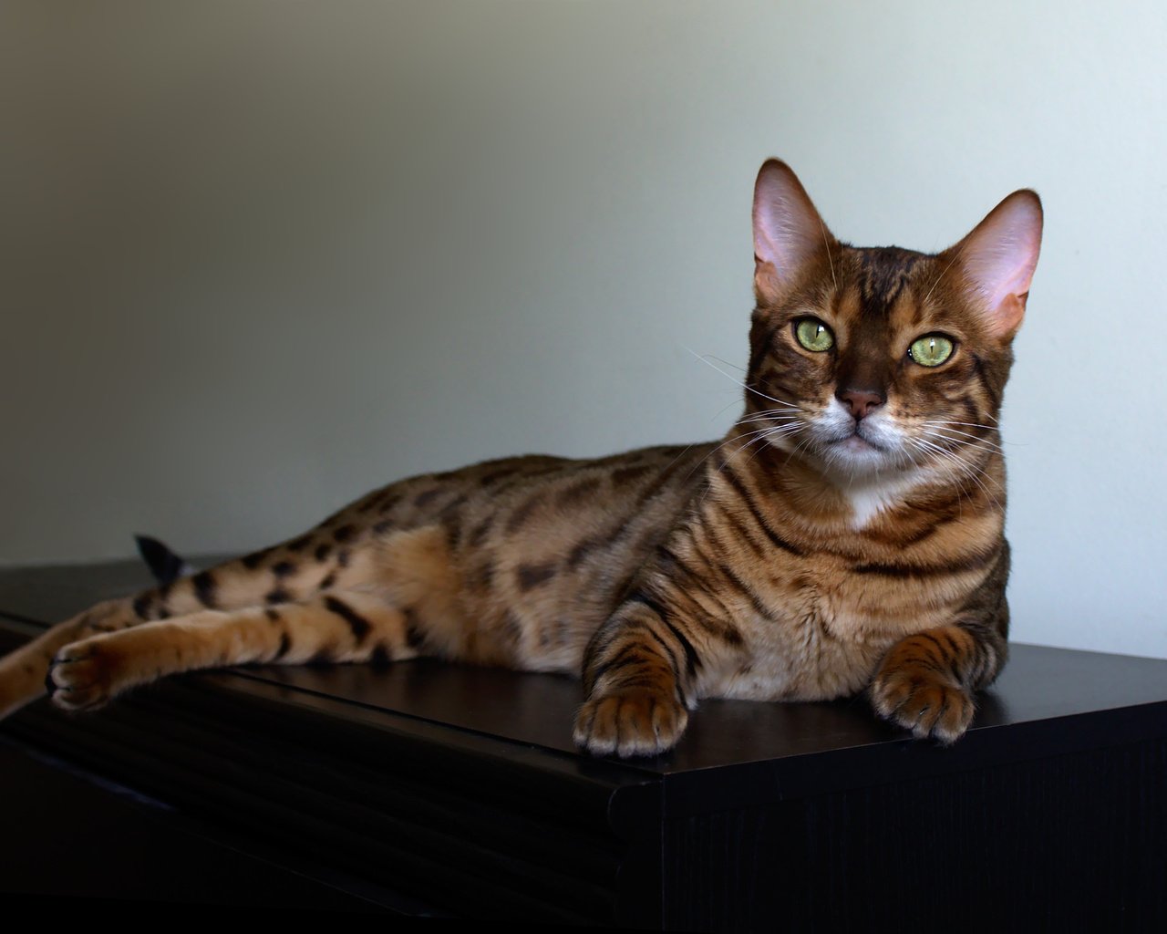 Обои кошка, лежит, комод, пятнистая, бенгальская кошка, cat, lies, chest, spotted, bengal cat разрешение 4184x2790 Загрузить