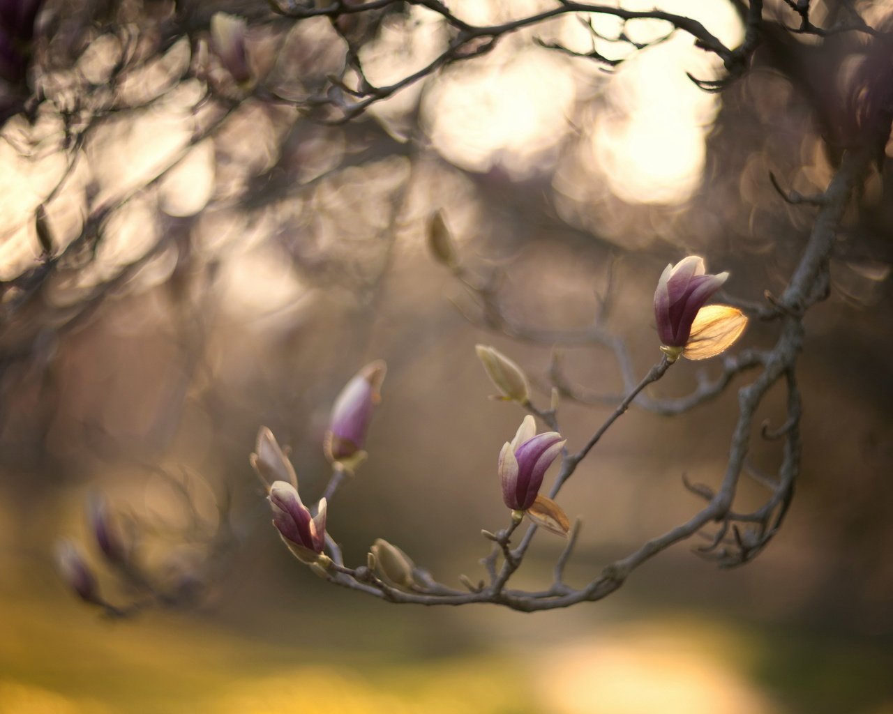 Обои природа, дерево, цветение, ветки, весна, боке, магнолия, nature, tree, flowering, branches, spring, bokeh, magnolia разрешение 2560x1600 Загрузить