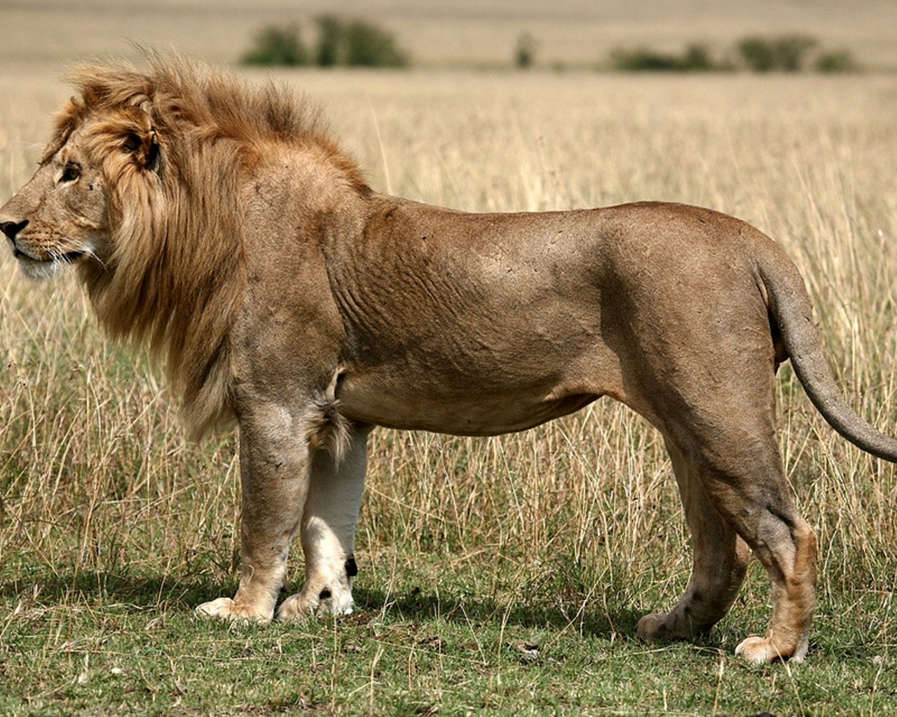 Обои трава, поле, хищник, большая кошка, лев, степь, grass, field, predator, big cat, leo, the steppe разрешение 1920x1200 Загрузить