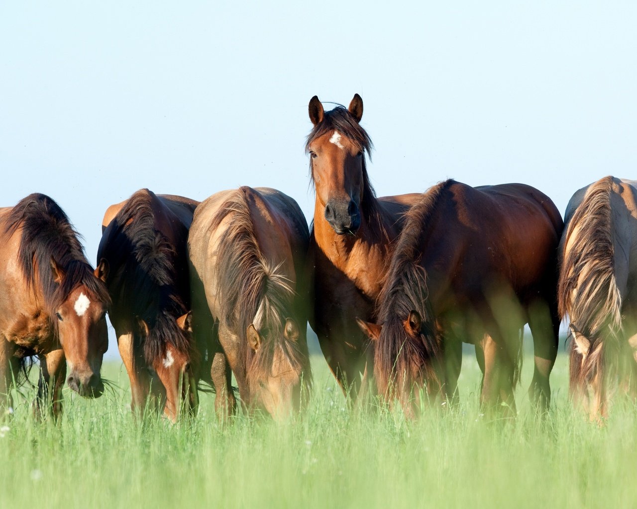 Обои небо, трава, лето, лошади, кони, коричневые, пасутся, шесть, the sky, grass, summer, horse, horses, brown, grazing, six разрешение 2880x1802 Загрузить