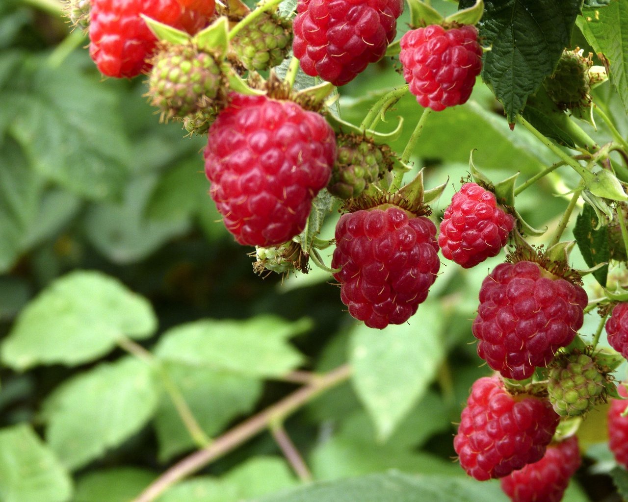 Обои малина, лето, ягоды, кустарник, raspberry, summer, berries, shrub разрешение 2560x1824 Загрузить