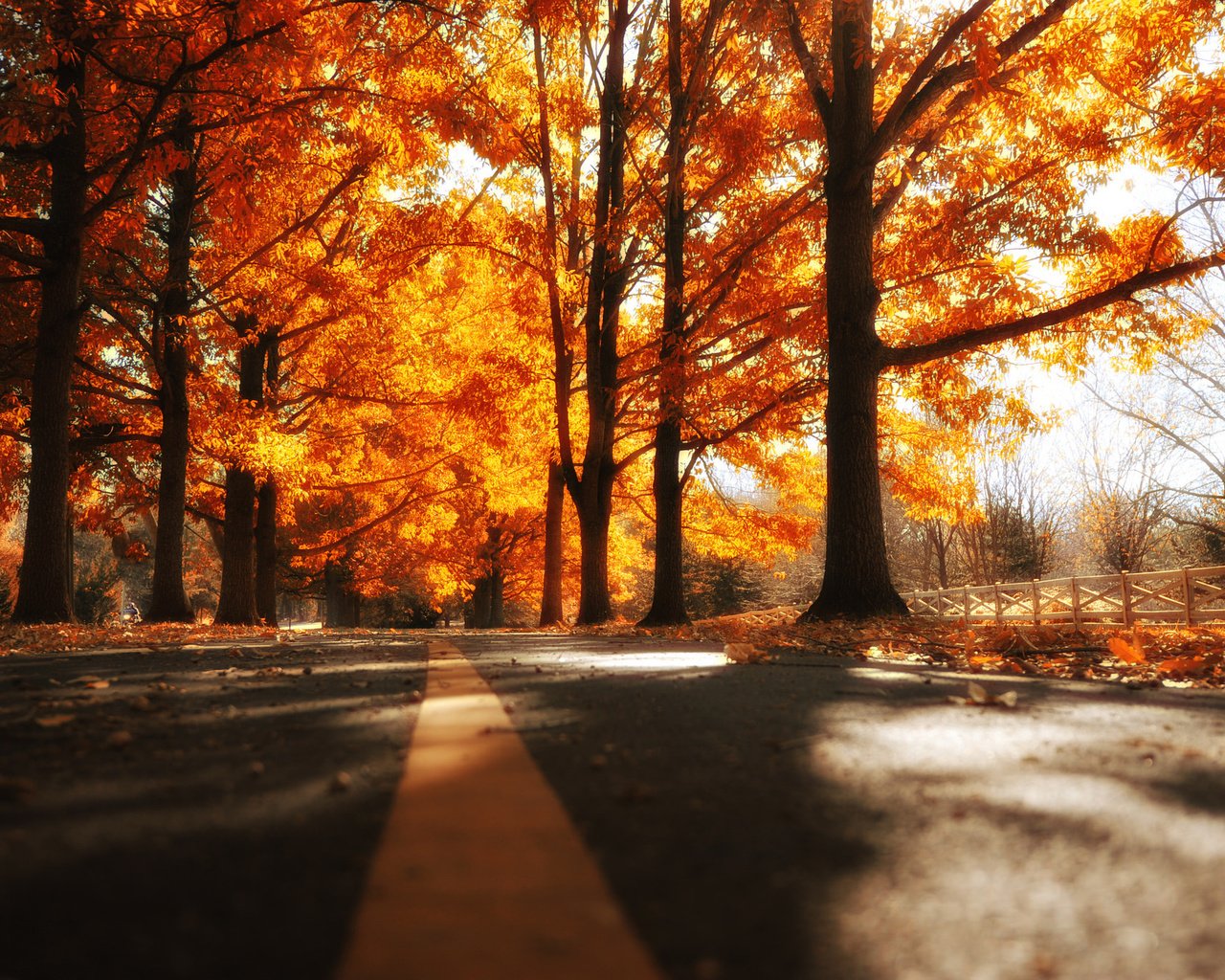 Обои дорога, деревья, осень, road, trees, autumn разрешение 2048x1363 Загрузить