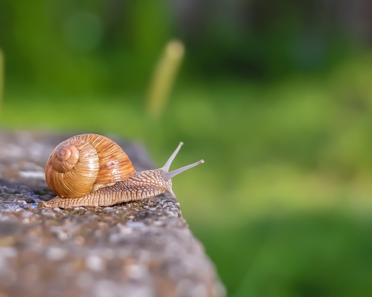 Обои макро, улитка, раковина, macro, snail, sink разрешение 3008x2000 Загрузить