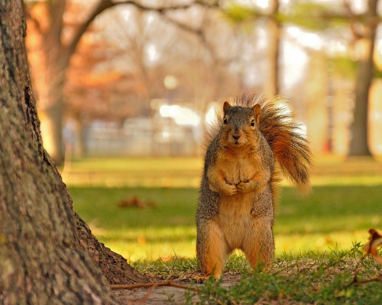 Обои листья, осень, рыжая, животное, белка, грызун, leaves, autumn, red, animal, protein, rodent разрешение 2880x1920 Загрузить