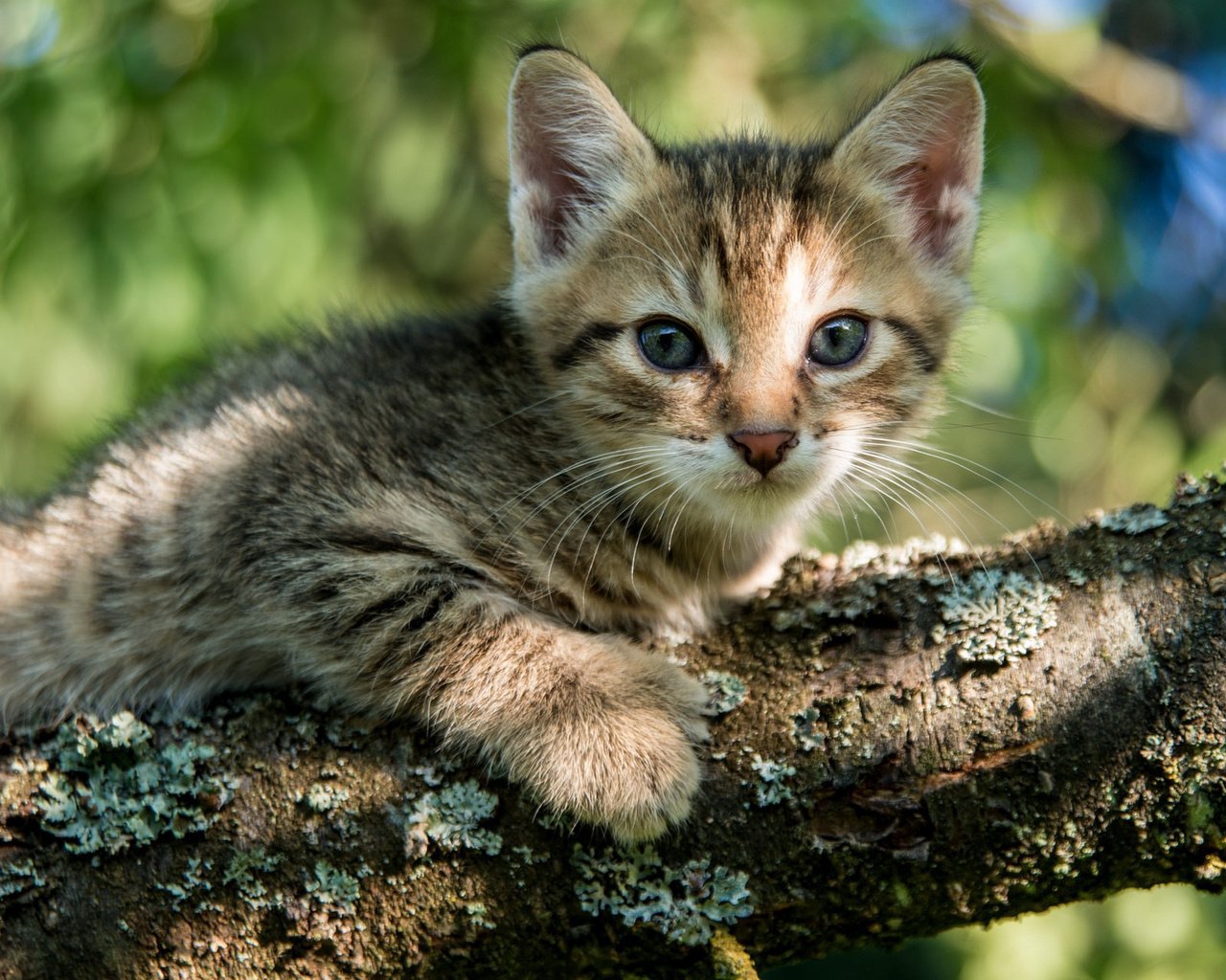 Обои глаза, дерево, кошка, взгляд, котенок, eyes, tree, cat, look, kitty разрешение 2048x1280 Загрузить