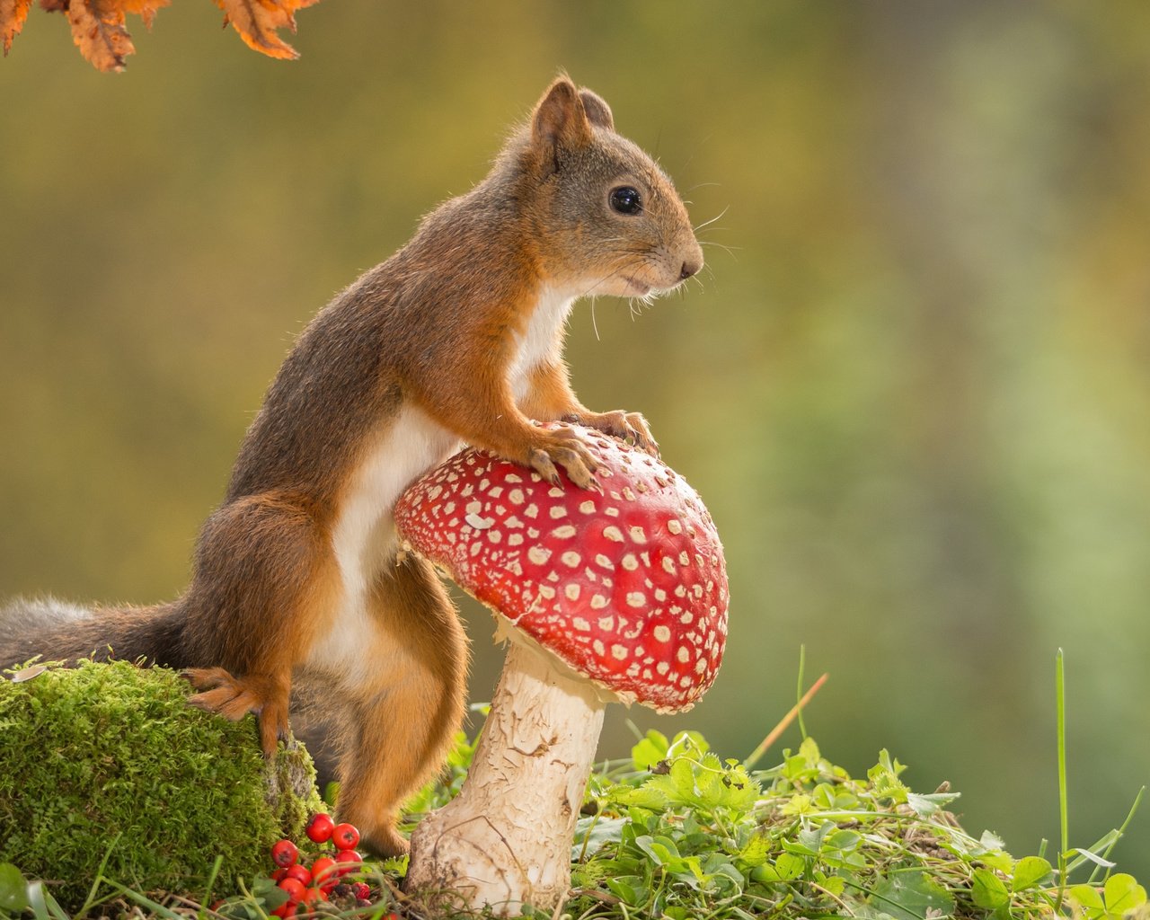 Обои природа, гриб, животное, белка, мухомор, грызун, nature, mushroom, animal, protein, rodent разрешение 2048x1365 Загрузить