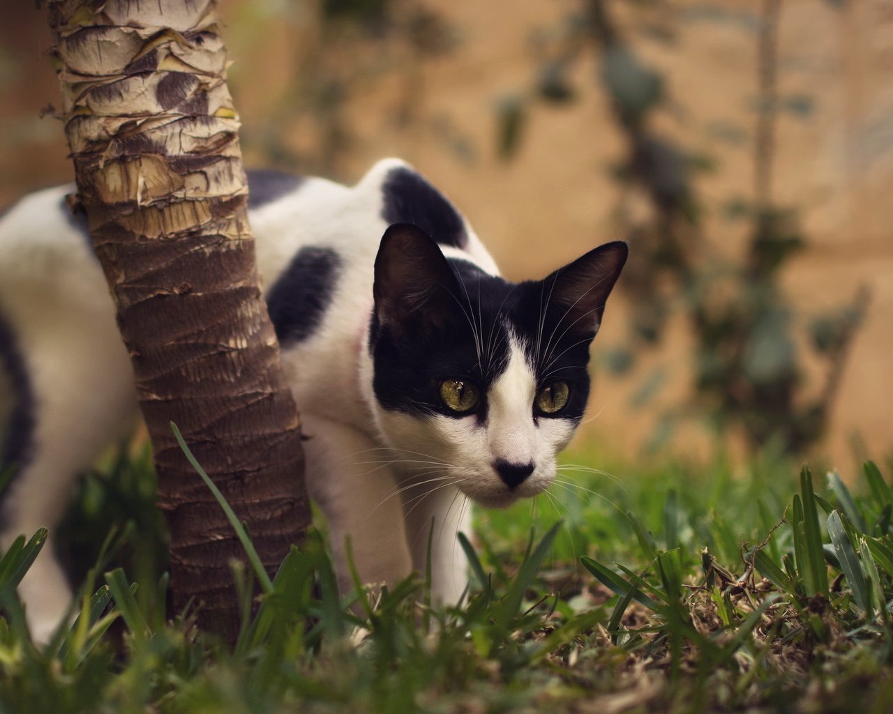 Сиамский кот фото
