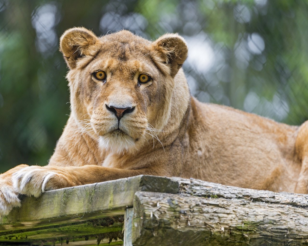 Обои кошка, взгляд, львица, ©tambako the jaguar, cat, look, lioness разрешение 2880x1917 Загрузить