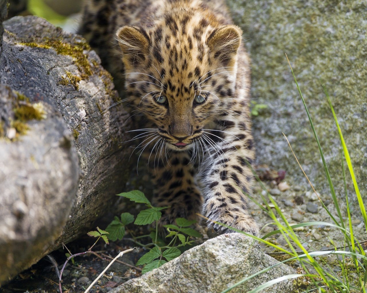 Обои трава, камни, кошка, котенок, леопард, детеныш, амурский, ©tambako the jaguar, grass, stones, cat, kitty, leopard, cub, amur разрешение 2880x2304 Загрузить