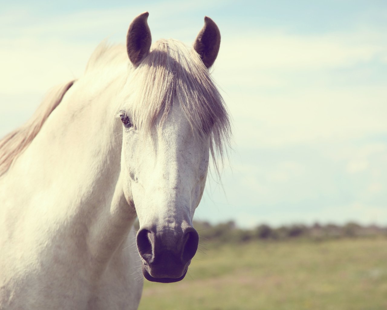 Обои морда, небо, лошадь, поле, взгляд, конь, грива, face, the sky, horse, field, look, mane разрешение 5616x3744 Загрузить