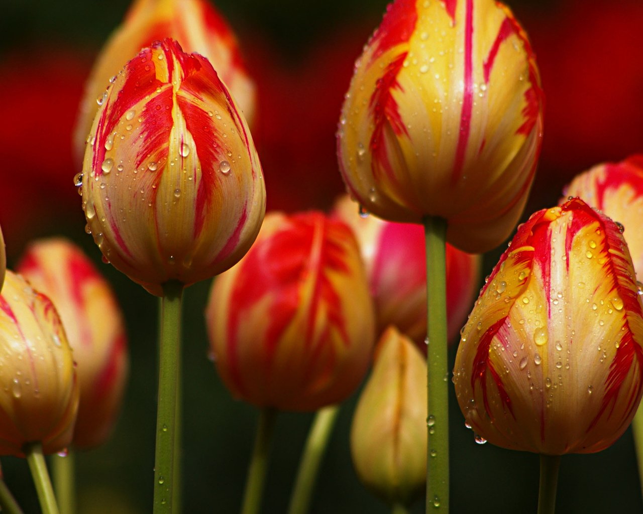 Обои цветы, бутоны, капли, тюльпаны, flowers, buds, drops, tulips разрешение 1920x1080 Загрузить