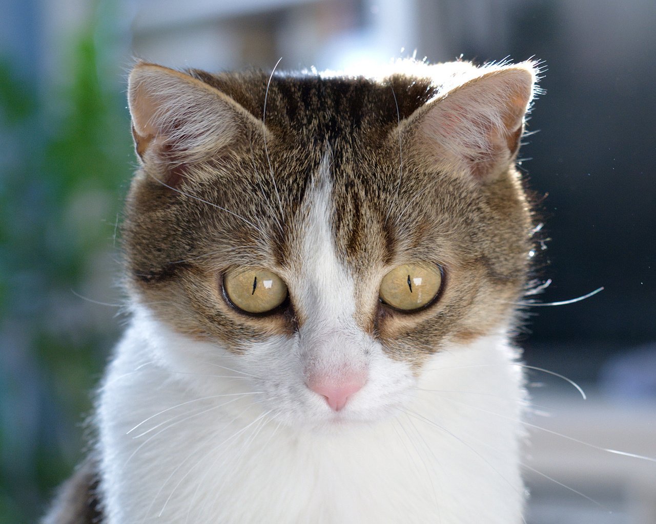 Обои глаза, кот, кошка, взгляд, eyes, cat, look разрешение 2048x1365 Загрузить