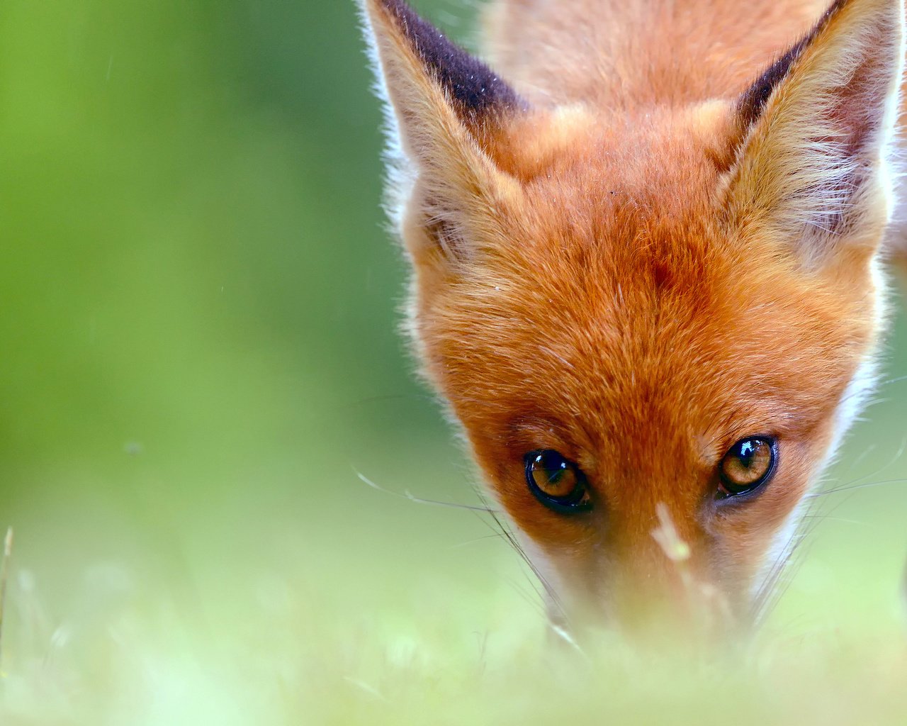 Обои глаза, смотрит, взгляд, лиса, лисенок, eyes, looks, look, fox разрешение 2048x1385 Загрузить