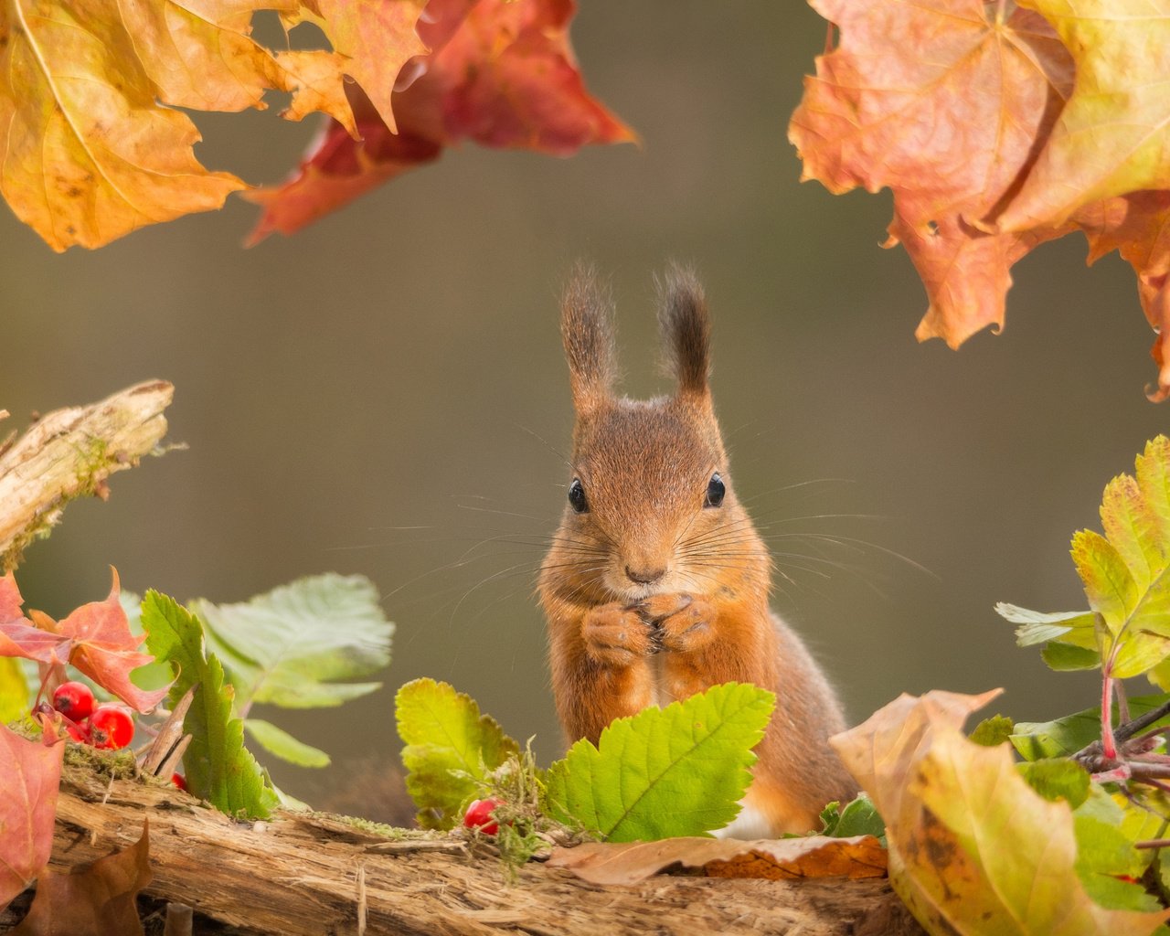 Обои листья, осень, рыжая, белка, leaves, autumn, red, protein разрешение 2048x1365 Загрузить