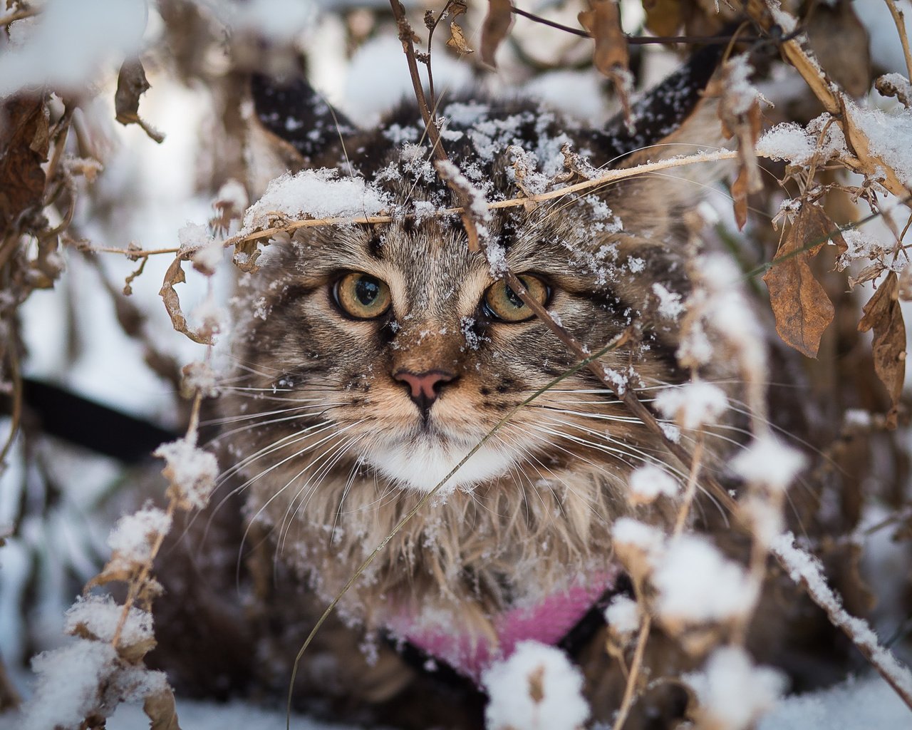 Обои снег, зима, кот, кошка, взгляд, мейн-кун, snow, winter, cat, look, maine coon разрешение 2000x1333 Загрузить