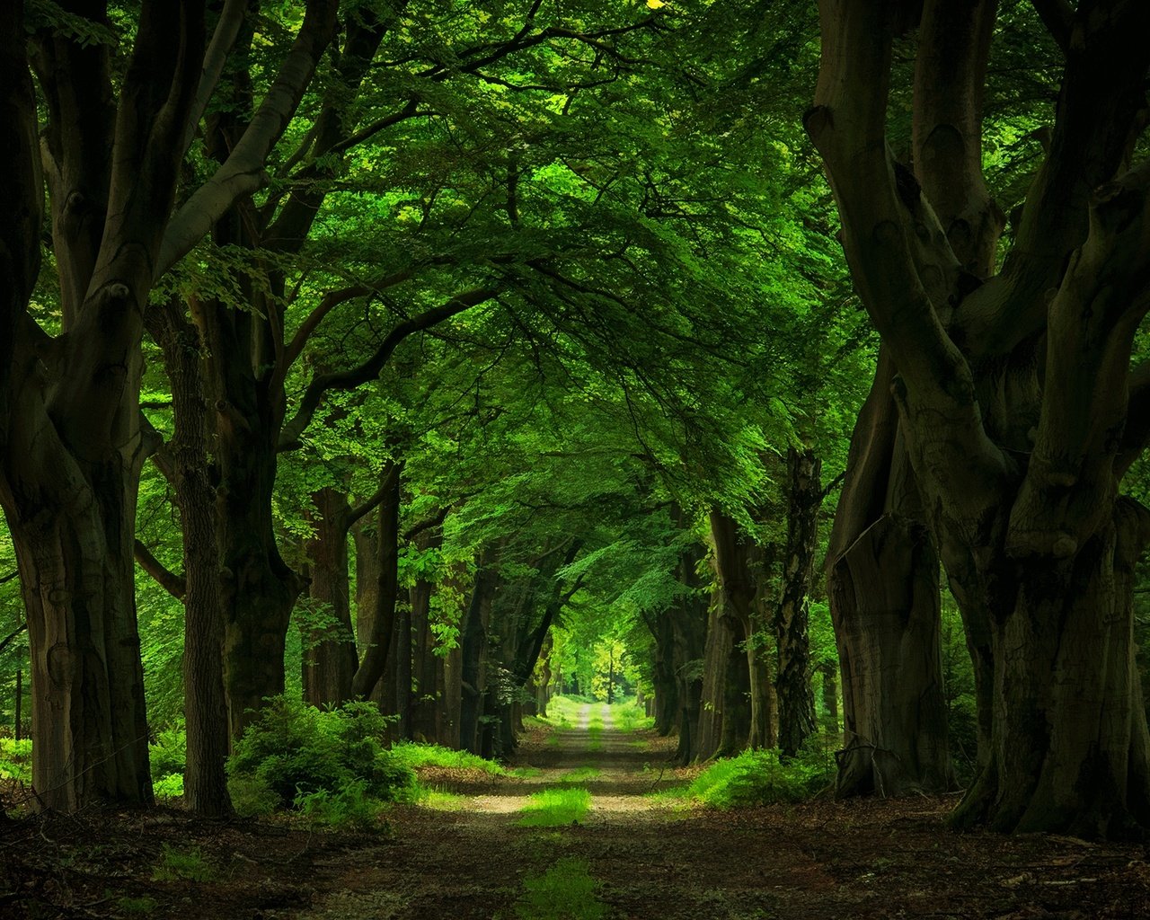 Обои дорога, деревья, природа, лес, стволы, арка, аллея, гиганты, road, trees, nature, forest, trunks, arch, alley, giants разрешение 2000x1313 Загрузить