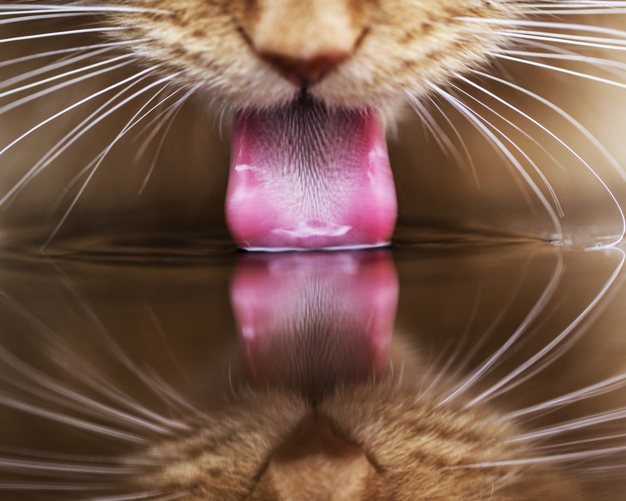 Обои вода, отражение, кот, кошка, рыжий, язык, пьет, water, reflection, cat, red, language, drinking разрешение 1920x1200 Загрузить