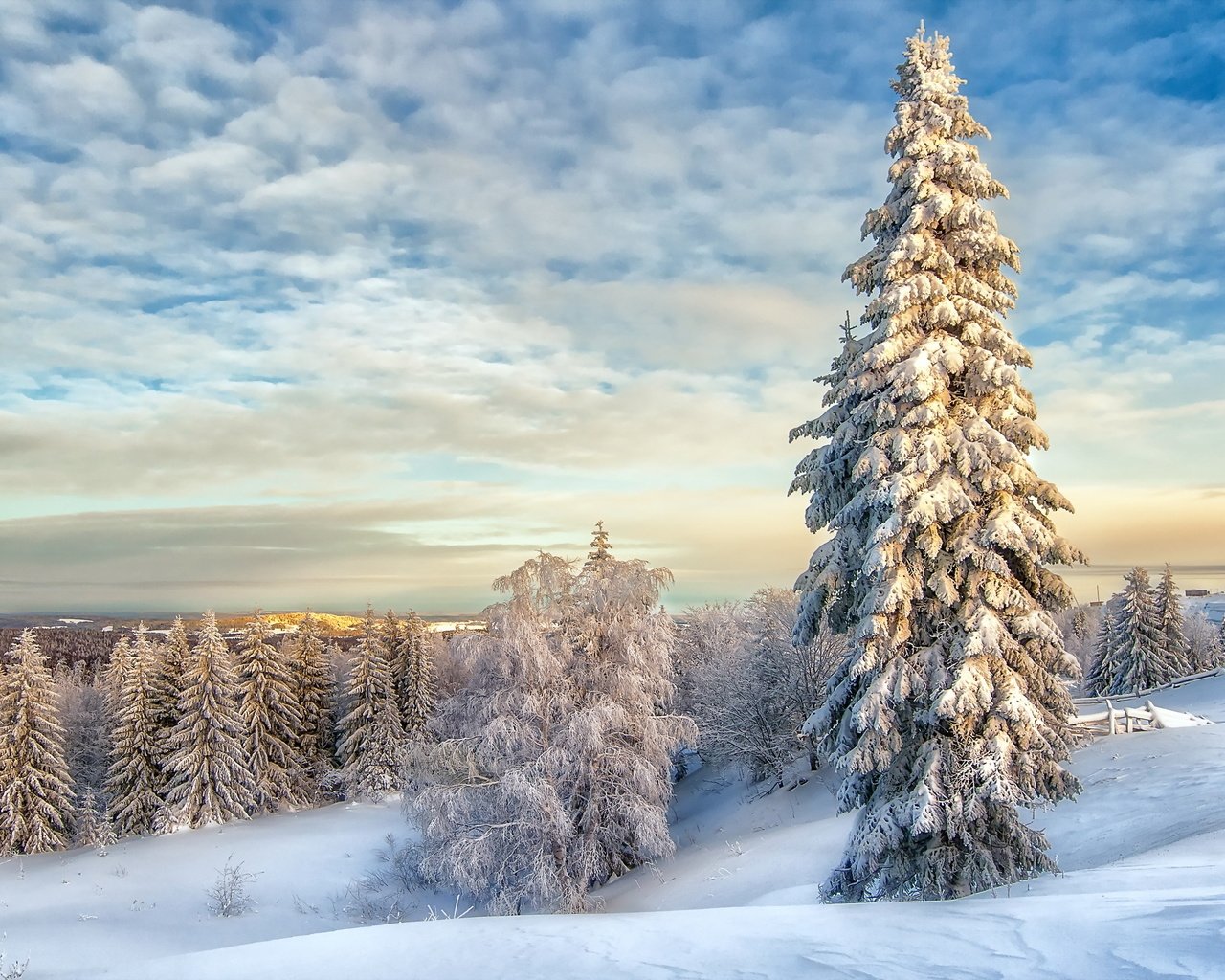 Обои облака, снег, зима, пейзаж, елки, clouds, snow, winter, landscape, tree разрешение 2560x1600 Загрузить