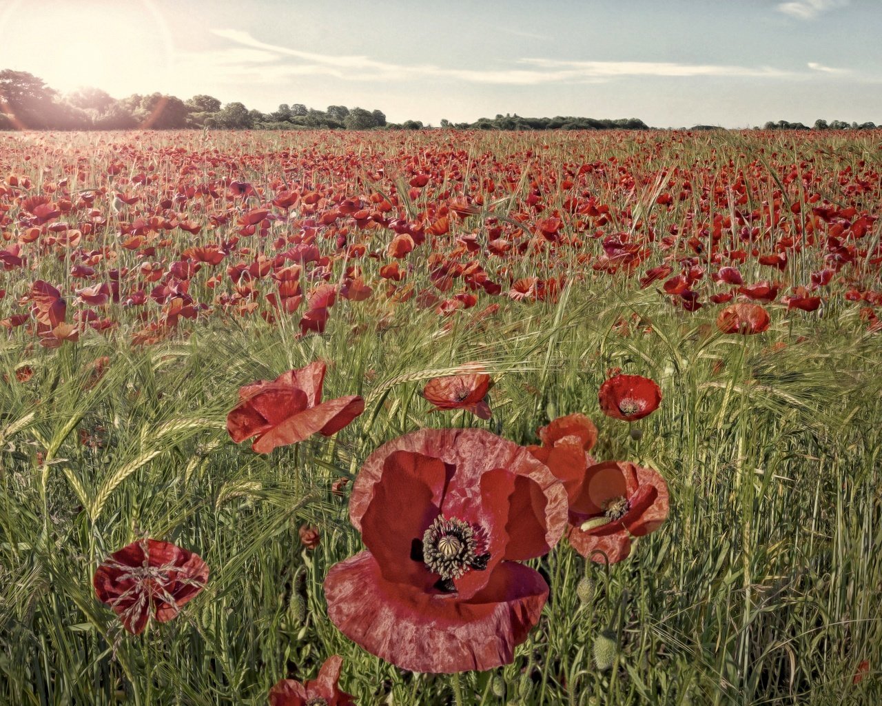 Обои цветы, трава, поле, красные, маки, flowers, grass, field, red, maki разрешение 2048x1365 Загрузить