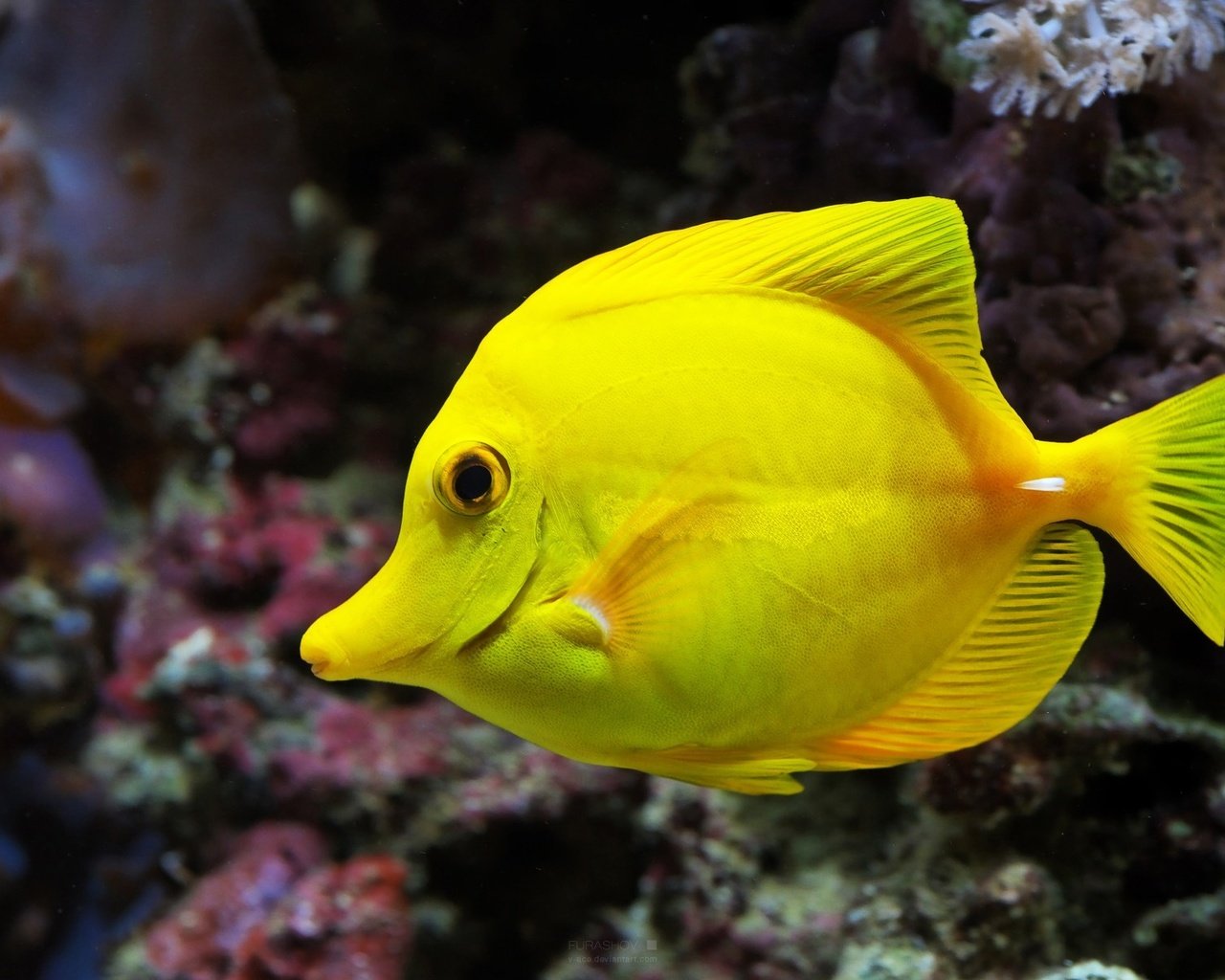 Обои животное, жёлтая, рыба, подводный мир, animal, yellow, fish, underwater world разрешение 1920x1200 Загрузить