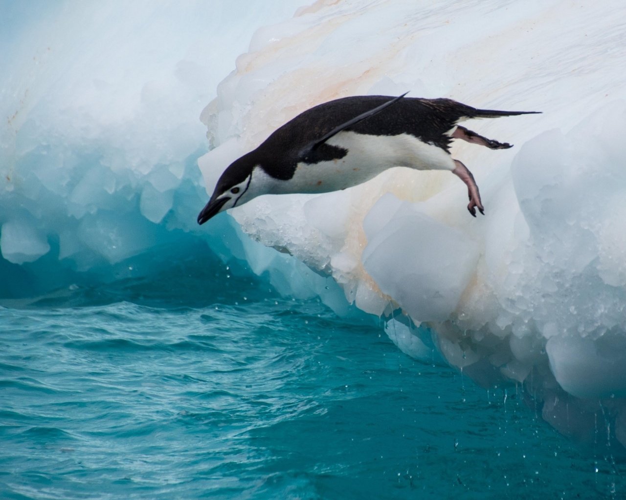 Обои вода, прыжок, птица, пингвин, льдина, water, jump, bird, penguin, floe разрешение 2560x1600 Загрузить