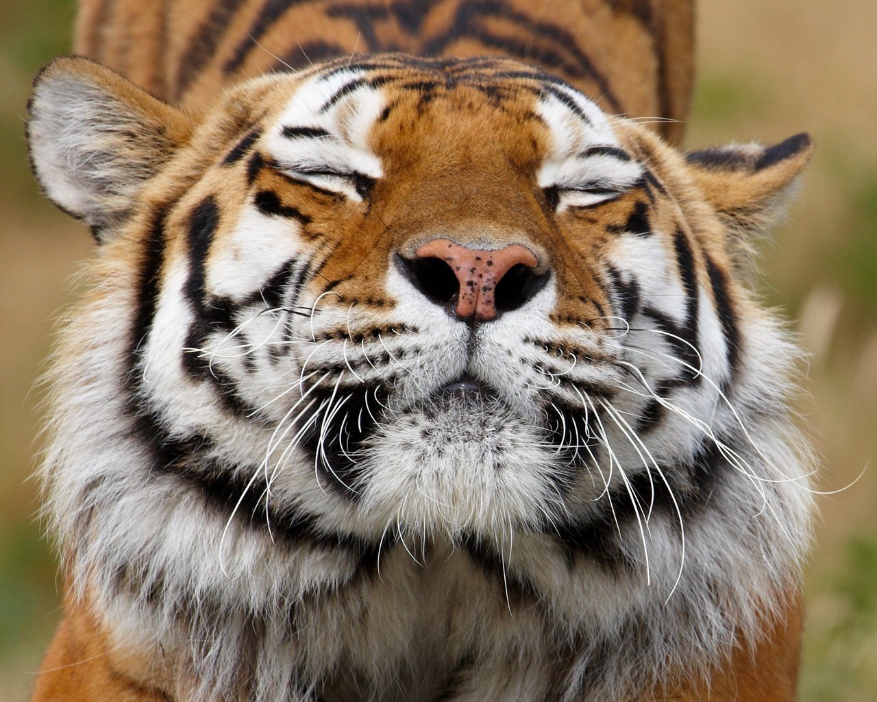 Обои тигр, морда, усы, хищник, животное, окрас, tiger, face, mustache, predator, animal, color разрешение 3879x3393 Загрузить