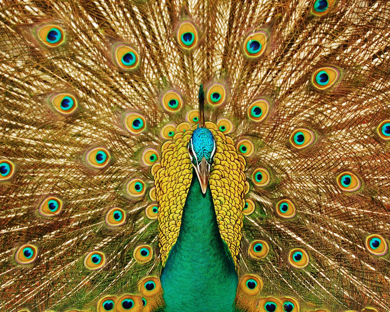 Обои взгляд, узоры, птица, клюв, павлин, красивый, хвост, look, patterns, bird, beak, peacock, beautiful, tail разрешение 3008x1899 Загрузить