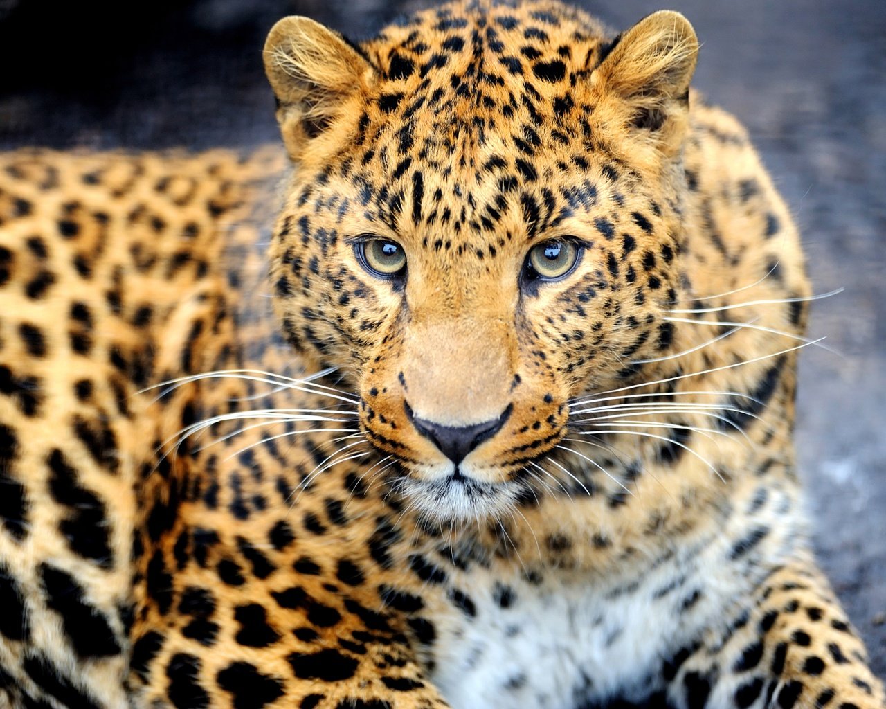 Обои морда, взгляд, леопард, хищник, животное, окрас, face, look, leopard, predator, animal, color разрешение 7000x4658 Загрузить