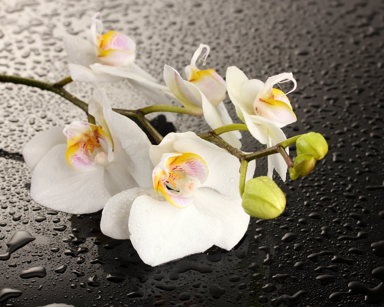 Обои вода, цветок, капли, тень, орхидея, белые лепестки, water, flower, drops, shadow, orchid, white petals разрешение 5184x3456 Загрузить