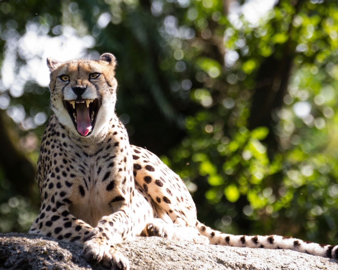 Обои гепард, зевок, cheetah, yawn разрешение 2560x1600 Загрузить