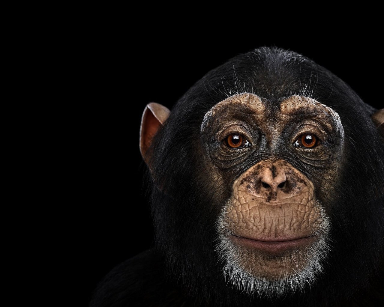 Обои фон, взгляд, обезьяна, шимпанзе, chimpanzee, background, look, monkey, chimpanzees разрешение 1920x1288 Загрузить