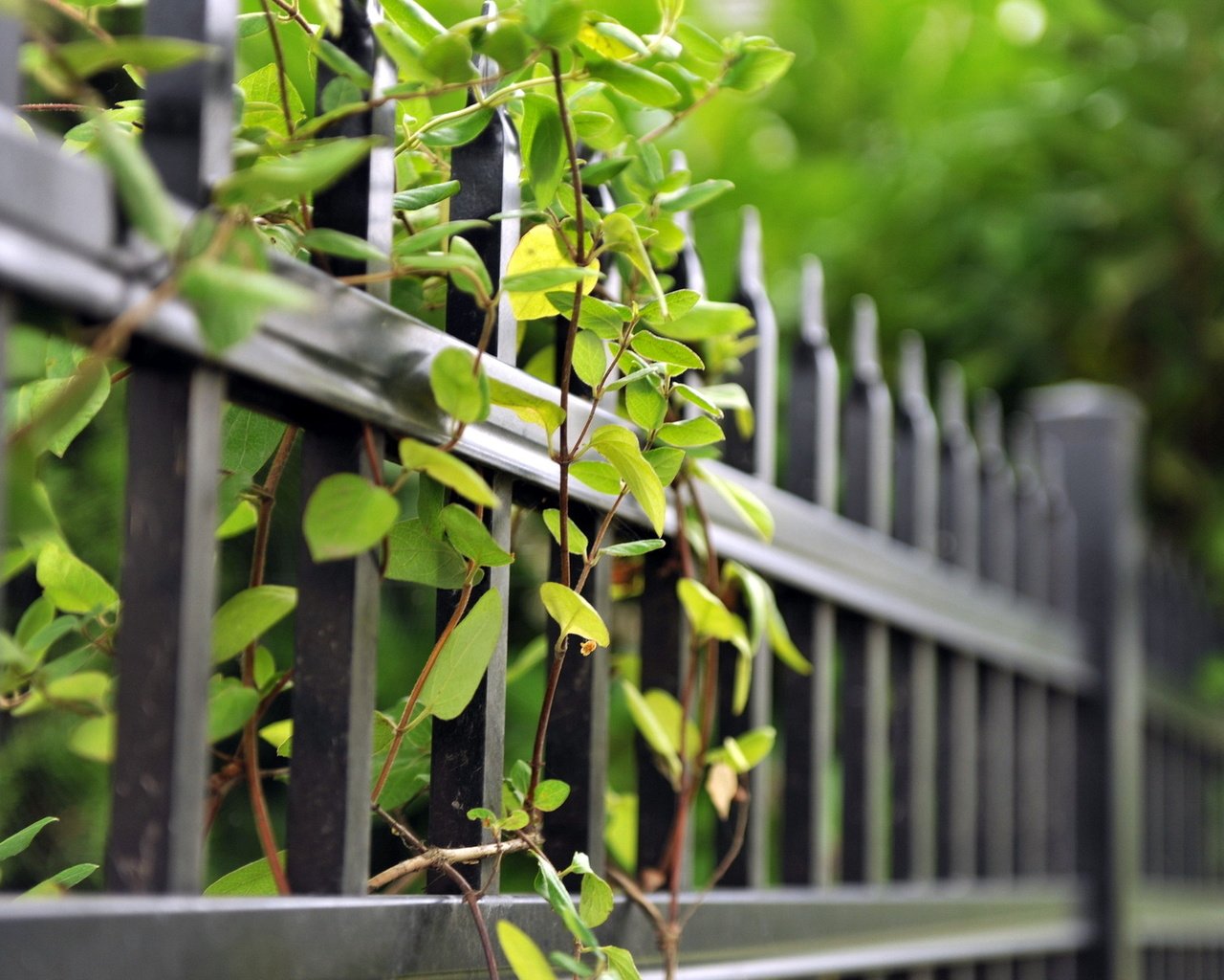 Обои ветки, лето, забор, зеленые листья, ограда, branches, summer, the fence, green leaves, fence разрешение 1920x1200 Загрузить