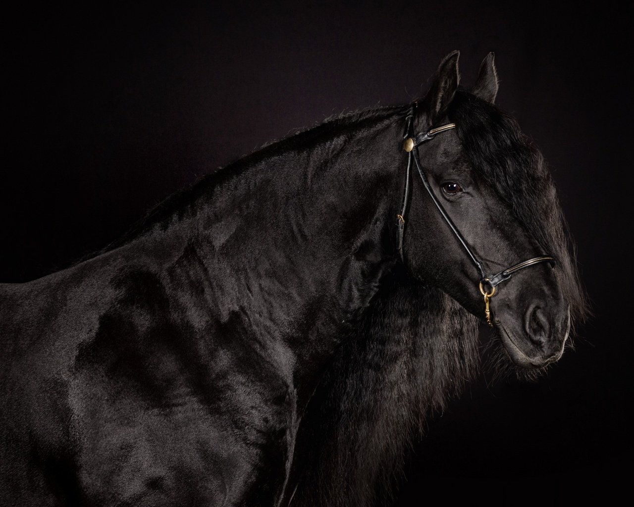 Обои лошадь, фон, черный, черный фон, конь, блака, вороной, horse, background, black, black background, crow разрешение 2560x1600 Загрузить