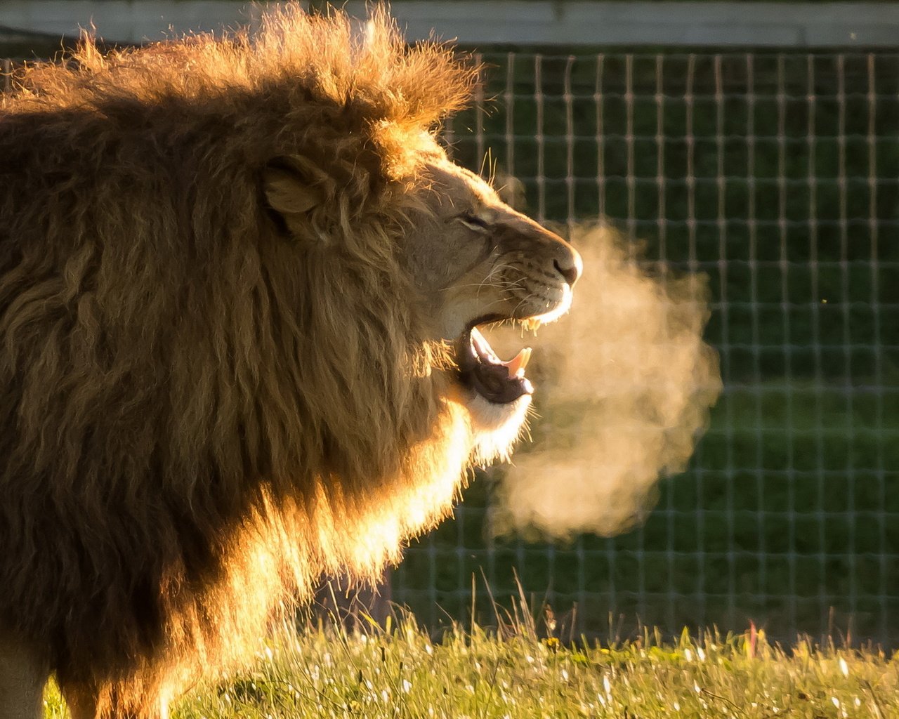 Обои хищник, лев, львёнок, животно е, cold air, yorkshire wildlife park, predator, leo, lion, animals разрешение 1920x1200 Загрузить