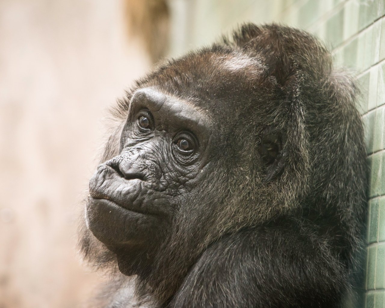 Обои обезьяна, горилла, primate, calgary zoo, monkey, gorilla разрешение 2560x1707 Загрузить