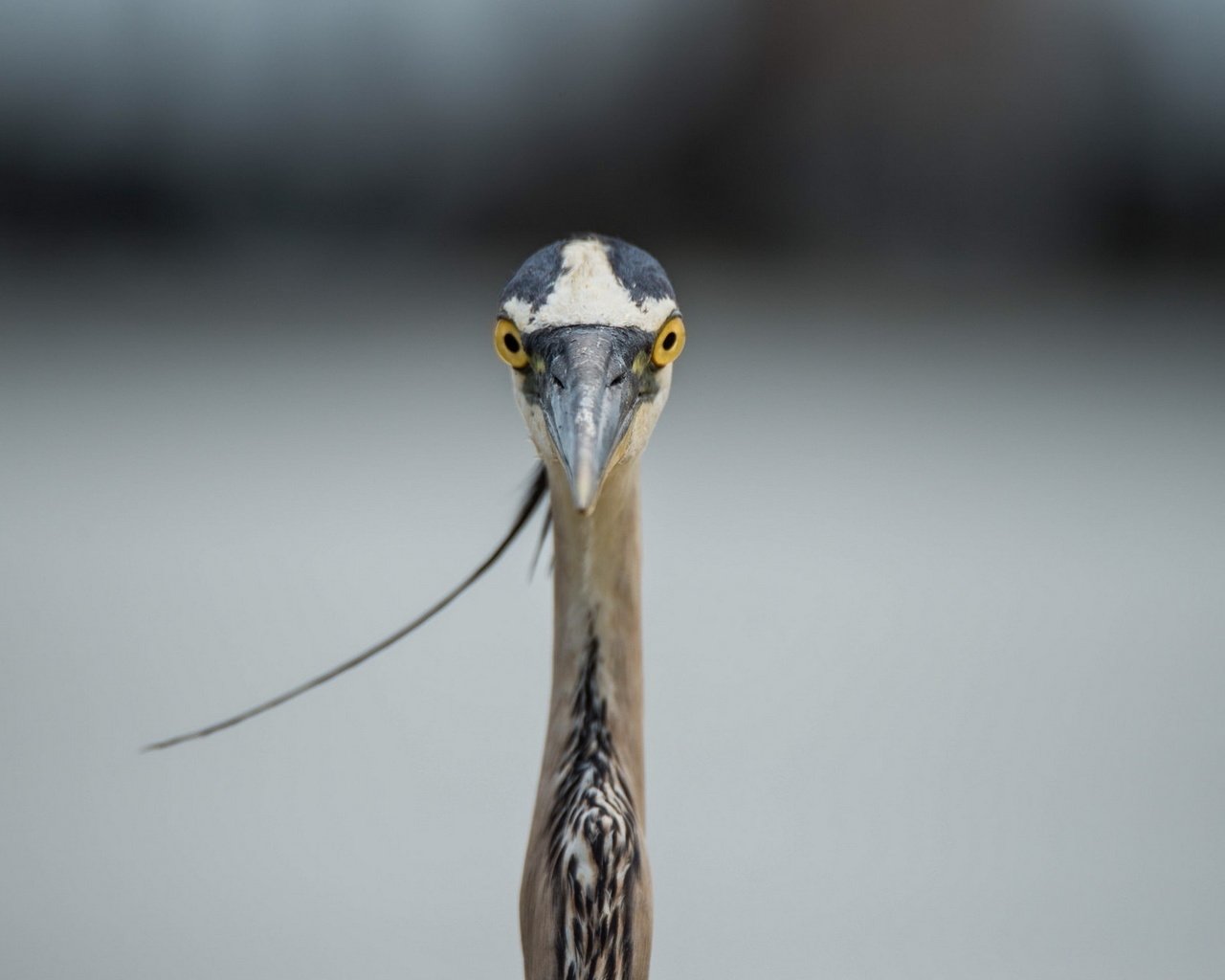 Обои природа, птица, голубая, большая, цапля, great blue heron, nature, bird, blue, large, heron разрешение 1920x1200 Загрузить