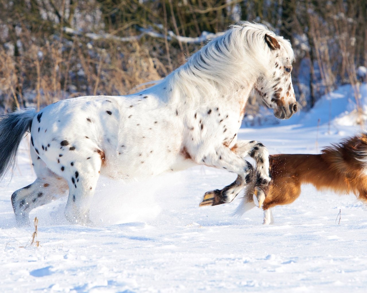 Обои лошадь, снег, природа, зима, собака, конь, бег, бордер-колли, cобака, horse, snow, nature, winter, dog, running, the border collie разрешение 4288x2063 Загрузить