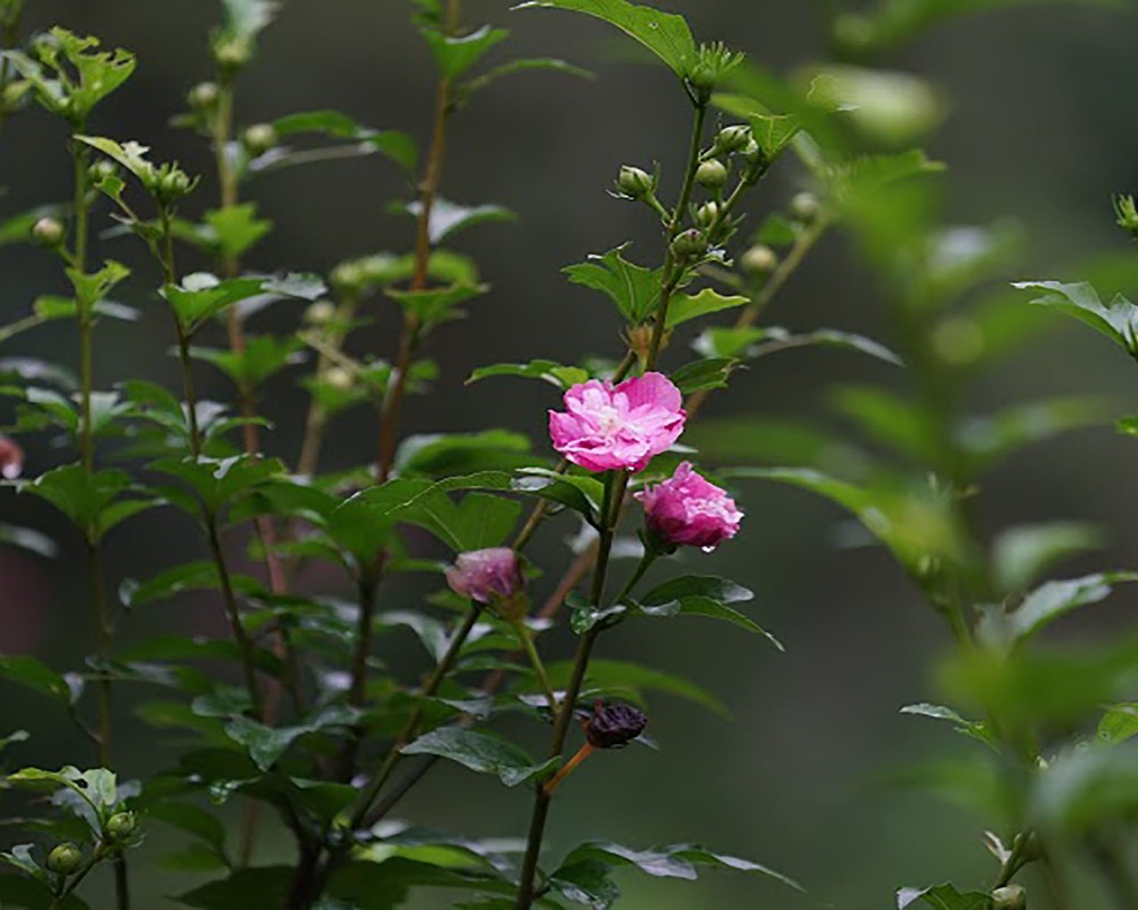 Обои цветы,  цветы, springs, flowers разрешение 2560x1440 Загрузить