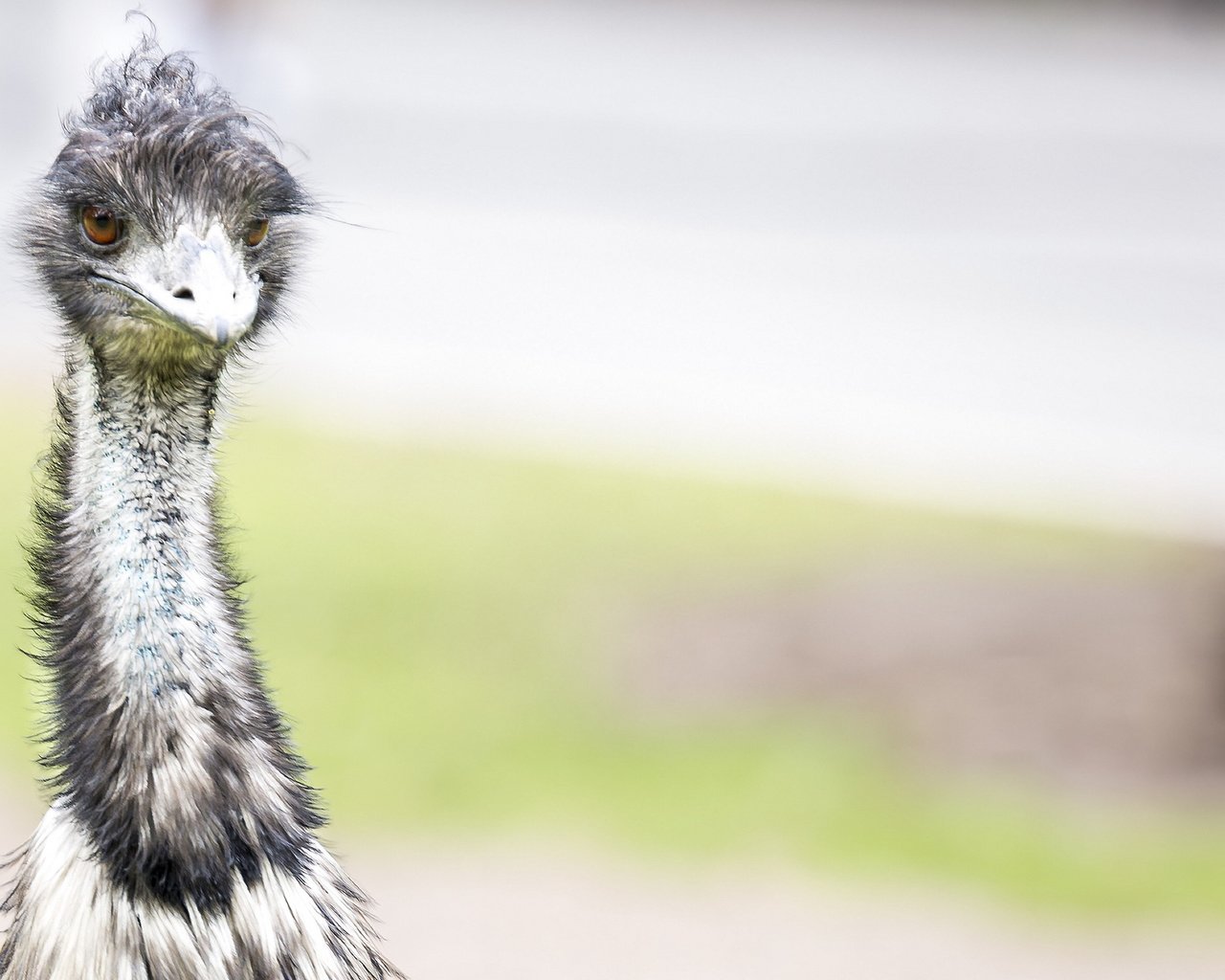 Обои природа, птица, эму, nature, bird, emu разрешение 2048x1239 Загрузить