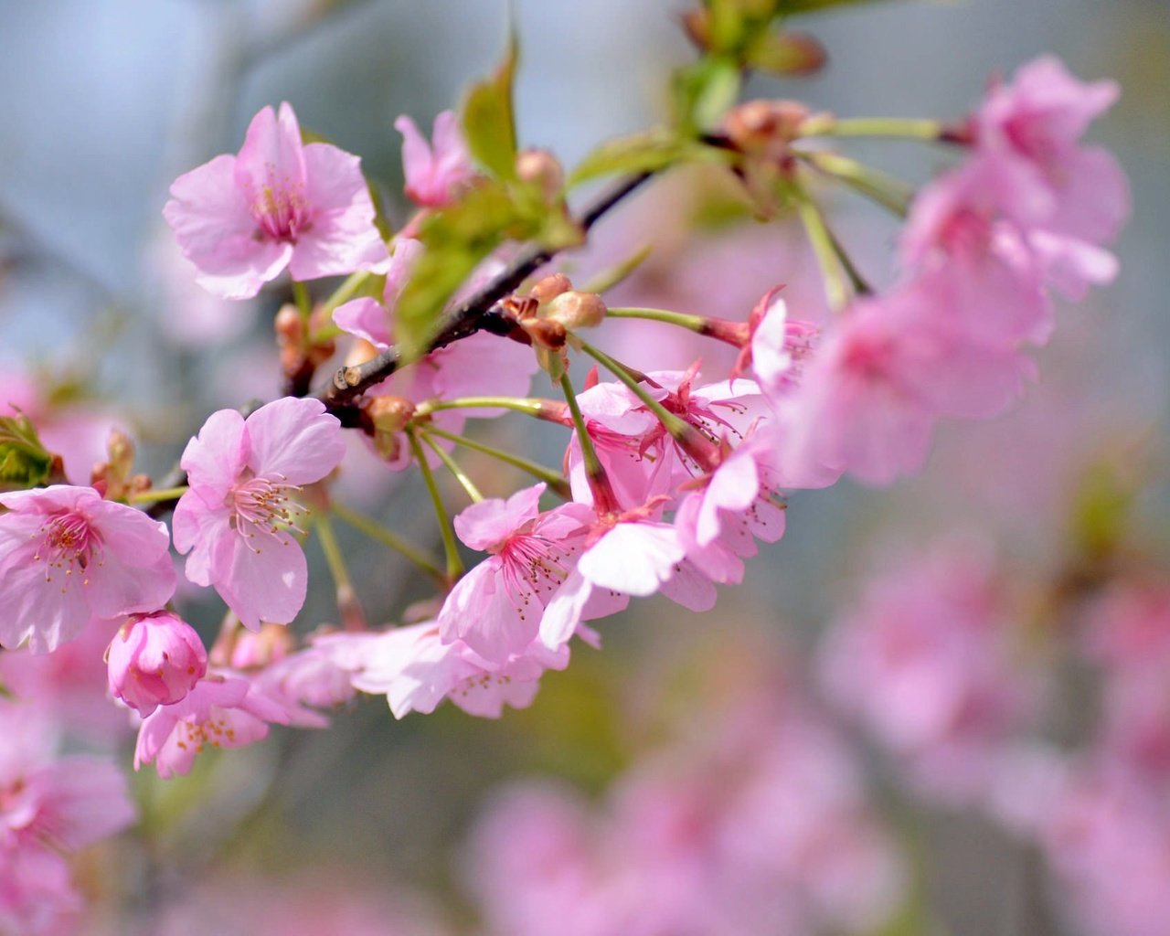 Обои ветка, весна, розовый, вишня, сакура, branch, spring, pink, cherry, sakura разрешение 2048x1356 Загрузить