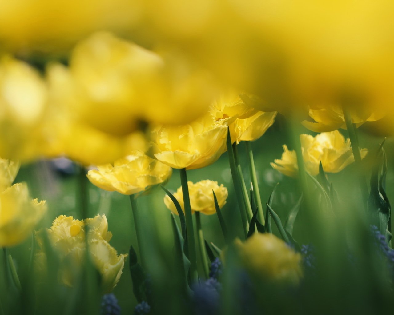 Обои цветы, природа, фон, размытость, тюльпаны, желтые, flowers, nature, background, blur, tulips, yellow разрешение 2047x1277 Загрузить