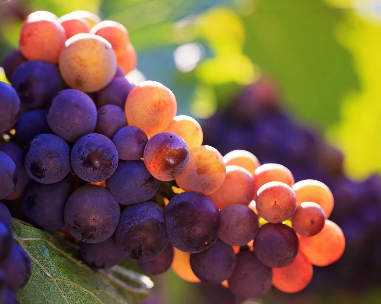 Обои свет, макро, виноград, ягоды, гроздь, light, macro, grapes, berries, bunch разрешение 2048x1365 Загрузить