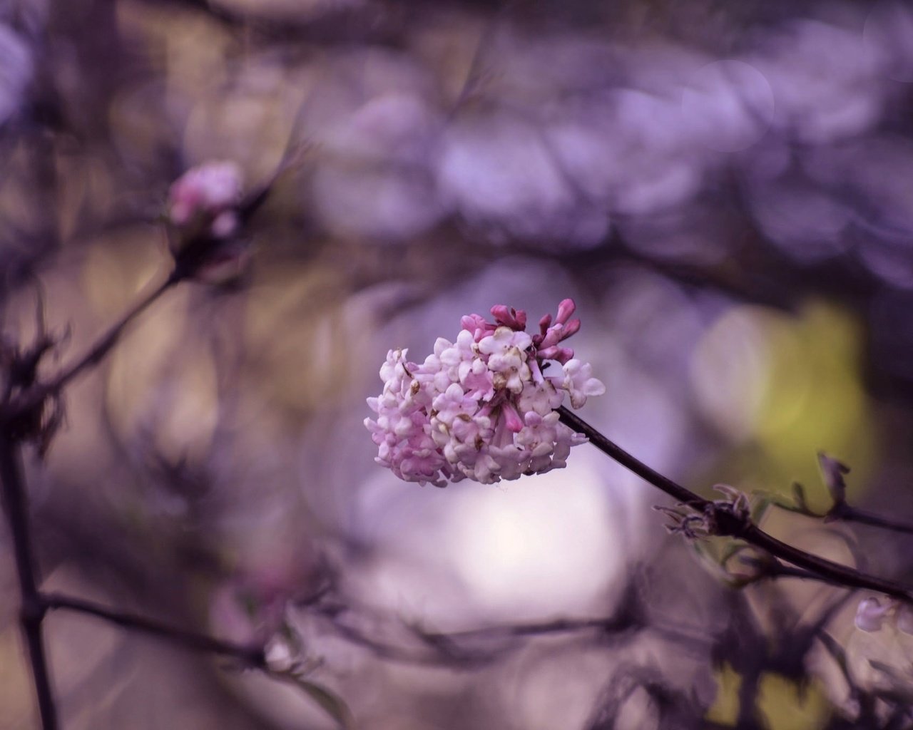 Обои цветение, макро, ветки, весна, цветки, боке, flowering, macro, branches, spring, flowers, bokeh разрешение 2048x1356 Загрузить