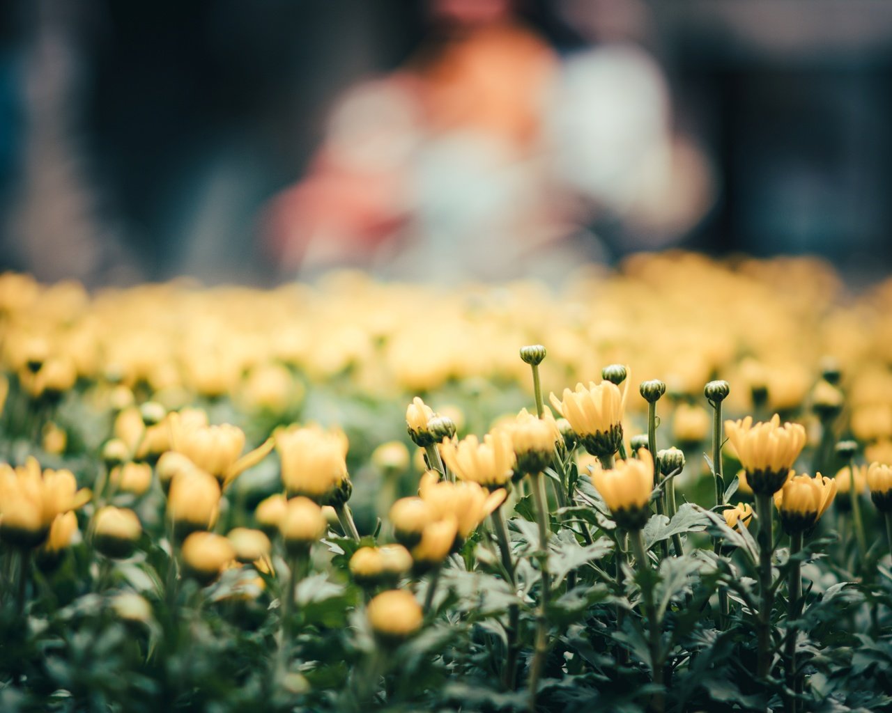 Обои цветы, лепестки, желтые, flowers, petals, yellow разрешение 6016x3742 Загрузить