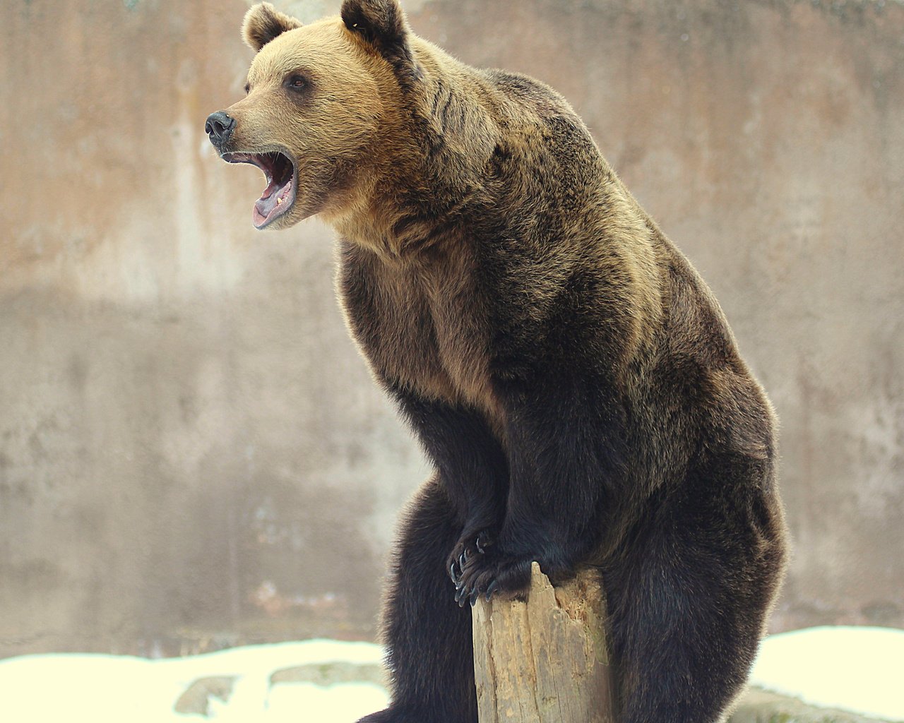 Обои медведь, зверь, бревно, высоко сижу, далеко гляжу, bear, beast, log, sitting high, look away разрешение 3600x2832 Загрузить