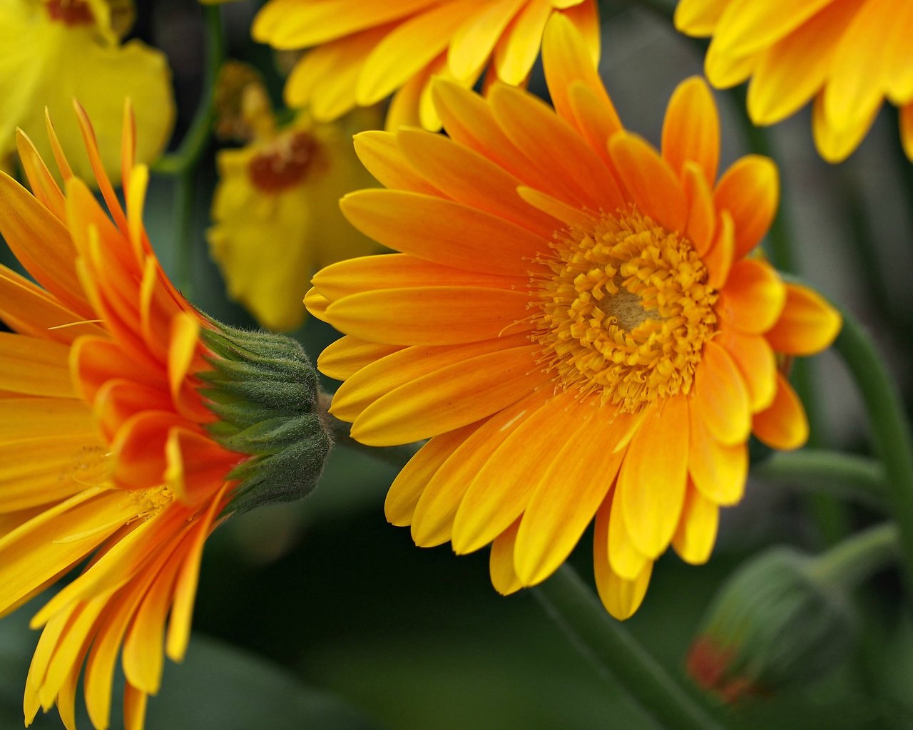 Обои цветы, макро, лепестки, желтые, flowers, macro, petals, yellow разрешение 2048x1462 Загрузить