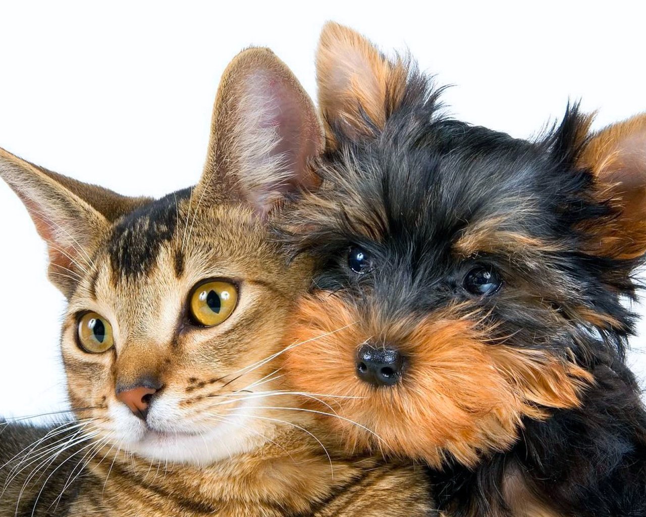 Обои кот, кошка. собака, кошка, взгляд, собака, друзья, мордочки, йорк, пес и кот, йоркширский терьер, yorkshire terrier, cat, cat. dog, look, dog, friends, faces, york, dog and cat разрешение 2048x1152 Загрузить