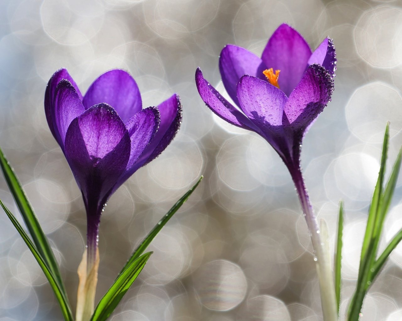 Обои капли, фиолетовый, весна, крокусы, drops, purple, spring, crocuses разрешение 2048x1250 Загрузить