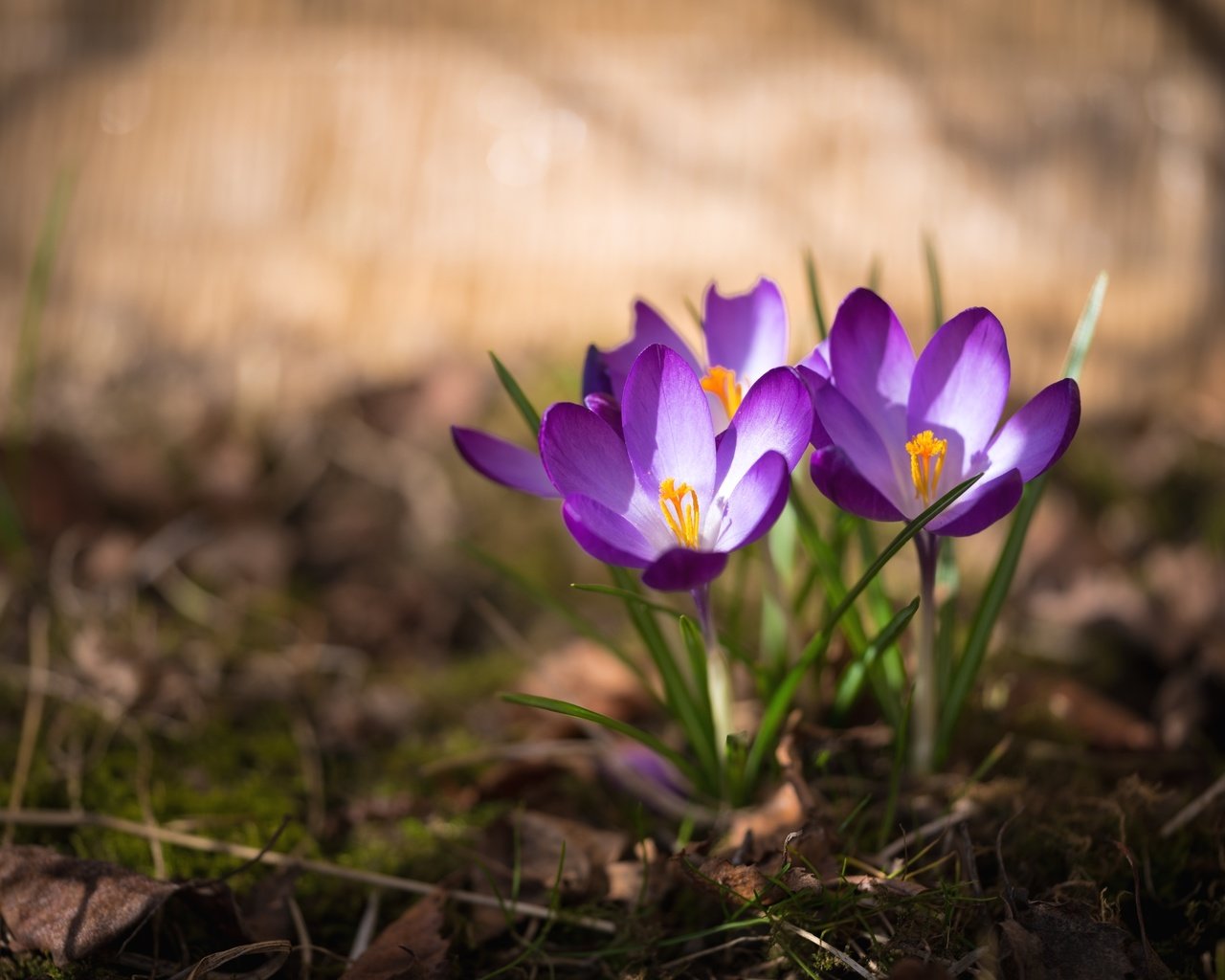 Обои весна, крокус, шафран, spring, krokus, saffron разрешение 3000x2003 Загрузить